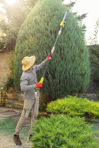 Best Tree Mulching  in Clovis, NM